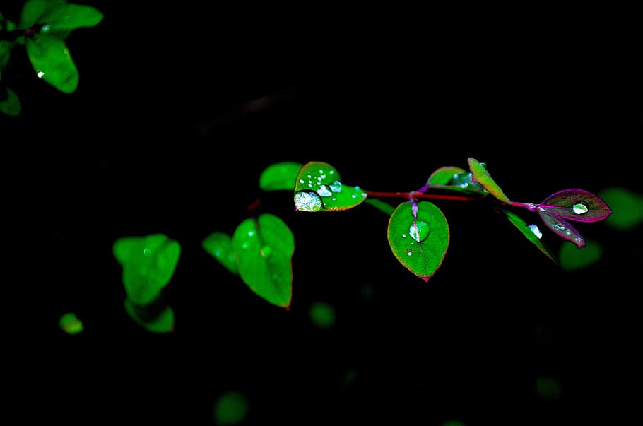 Leaves, Water, Drops, Macro, green, light, effect, seasons HD wallpaper