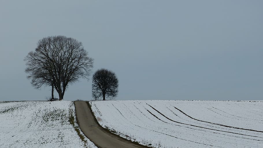 winter, tree, snow, winter trees, nature, mood, wintry, away HD wallpaper