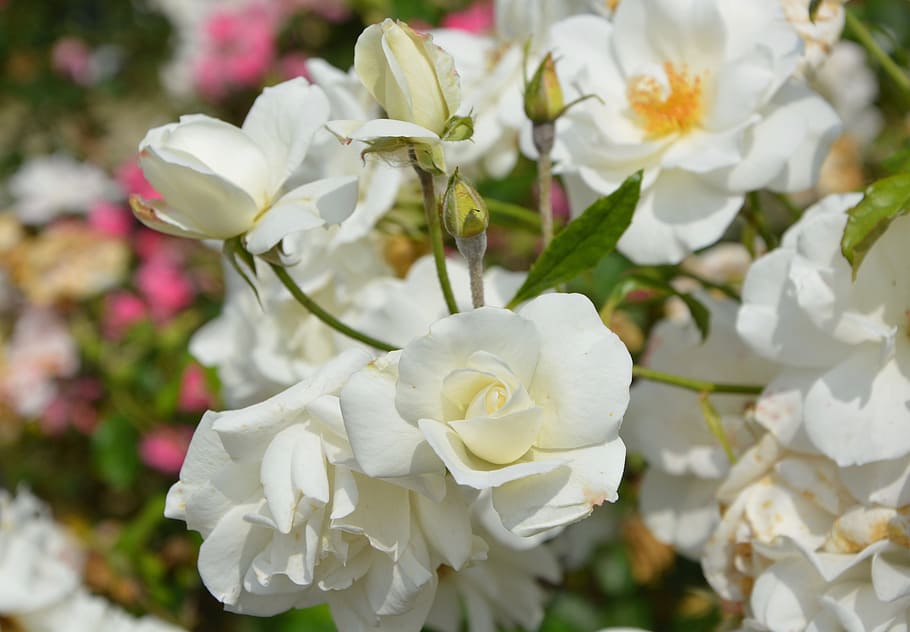 HD wallpaper: white roses, flowers, bouquet of roses, garden, petals ...