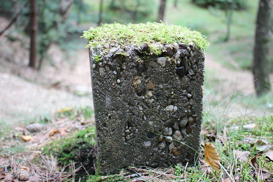Forest, Stone, Nature, day, no people, plant, growth, outdoors HD wallpaper