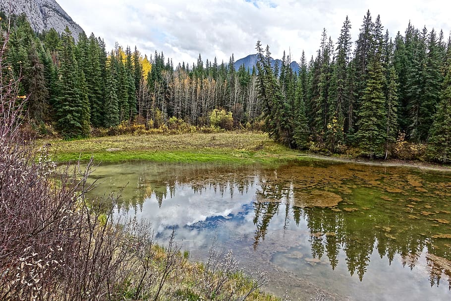 Pond, Reflection, Wilderness, Scenic, forest, tranquil, landscape HD wallpaper