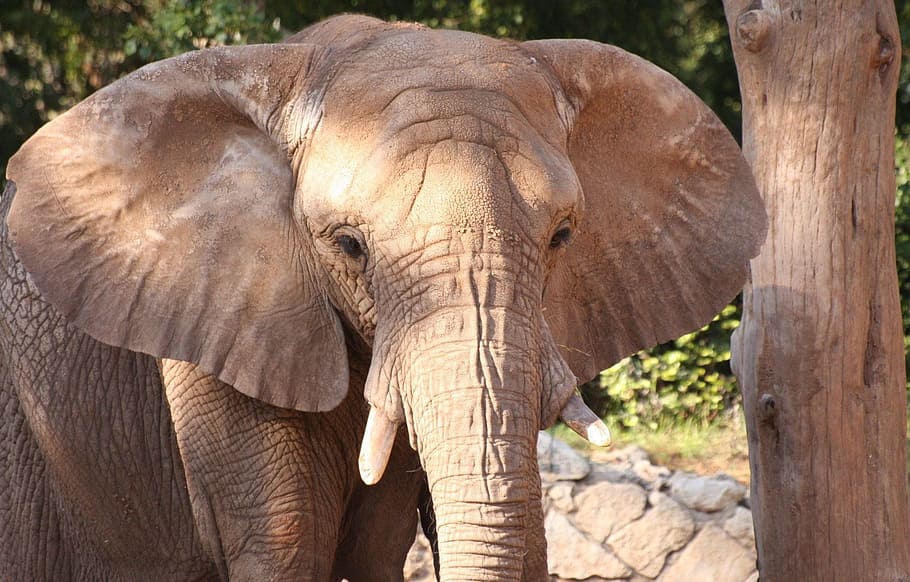 Elephants, Portrait, grey, large, animals, mammals, big, wildlife HD wallpaper