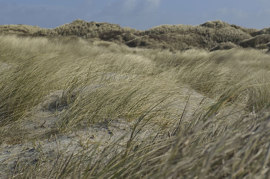 dunes, beach, focus, nature, sand, sky, blue, coast, holiday HD wallpaper