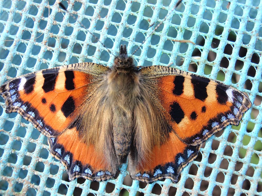 tortoiseshell, butterfly, macro, orange, color, natural, elegant HD wallpaper