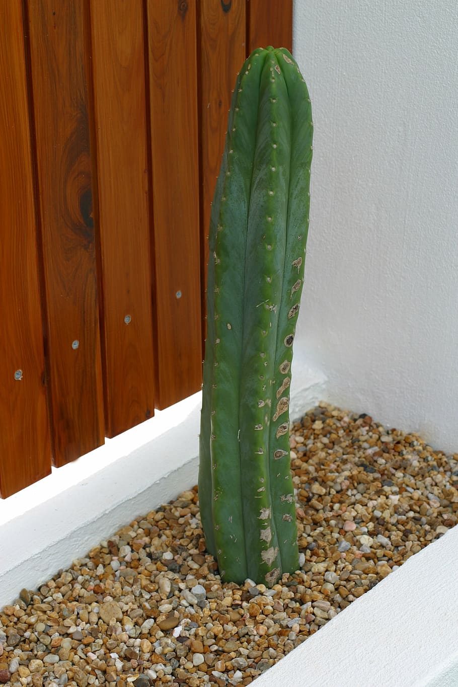 cactus, plants, architecture, green color, no people, growth HD wallpaper