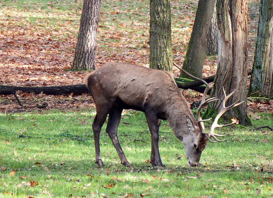 Deer on forest, red deer, november, rut, antler, autumn, wild, HD wallpaper