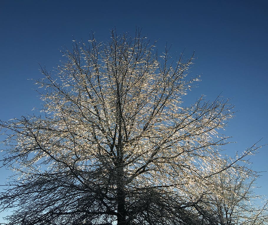 tree, icy, frozen, cold, season, ice, plant, sky, low angle view HD wallpaper
