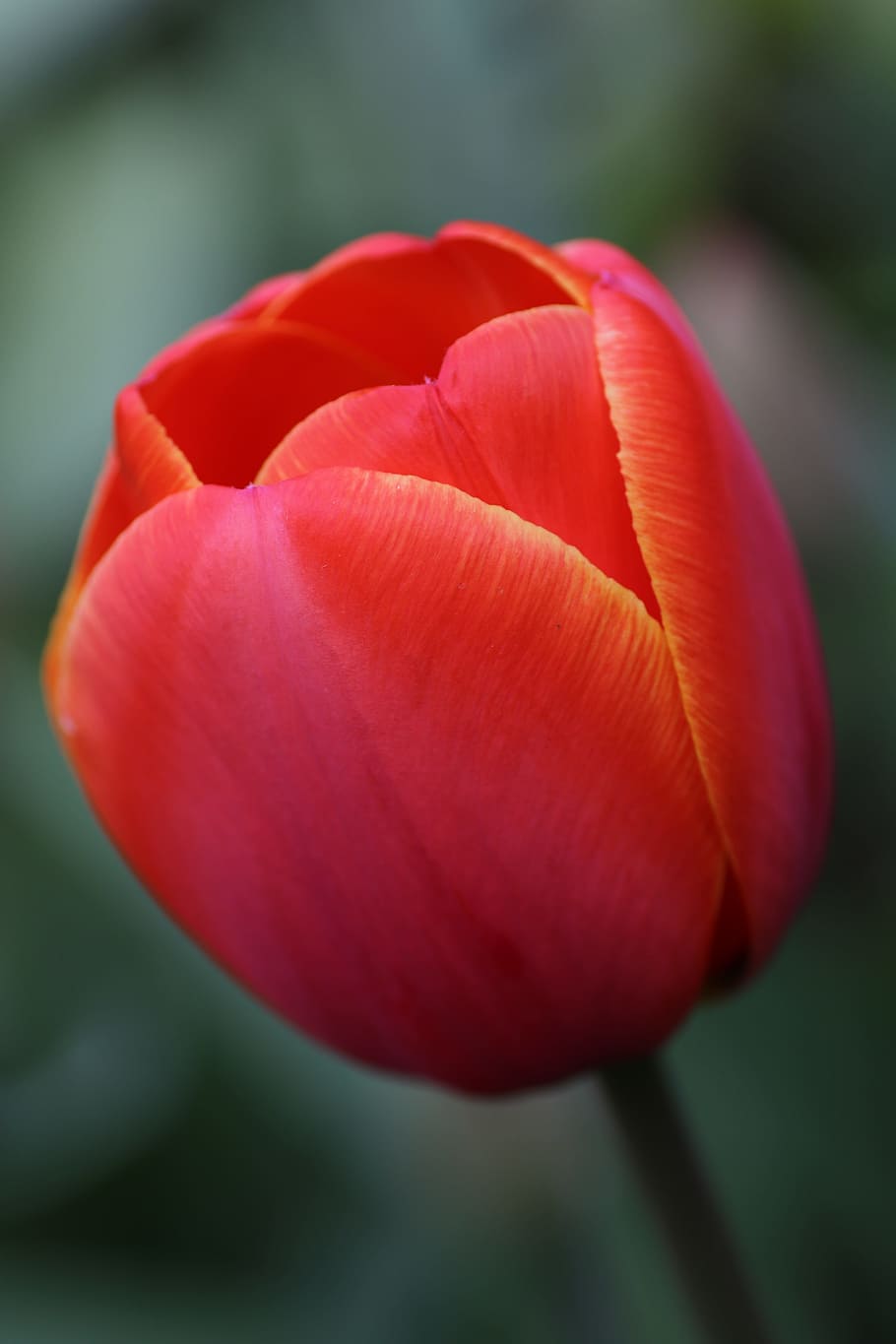Tulip, Red, Orange, Spring, Flower, nature, blooming, european HD wallpaper