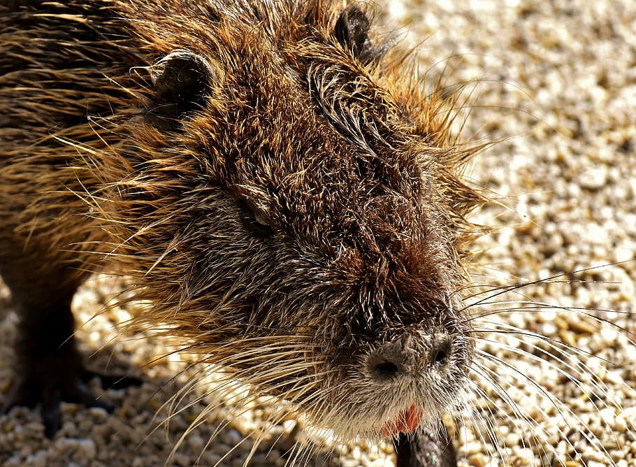 nutria, water rat, splashing, animal world, nature, fur, rodent HD wallpaper