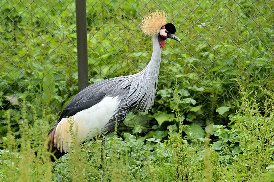crane, crowned, bird, fly, wings, feather, wildlife, beak, dom HD wallpaper