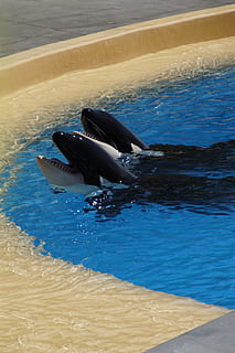 Orca, Killer Whale, Zoo, wal, orcinus orca, animal, blue, orka HD wallpaper