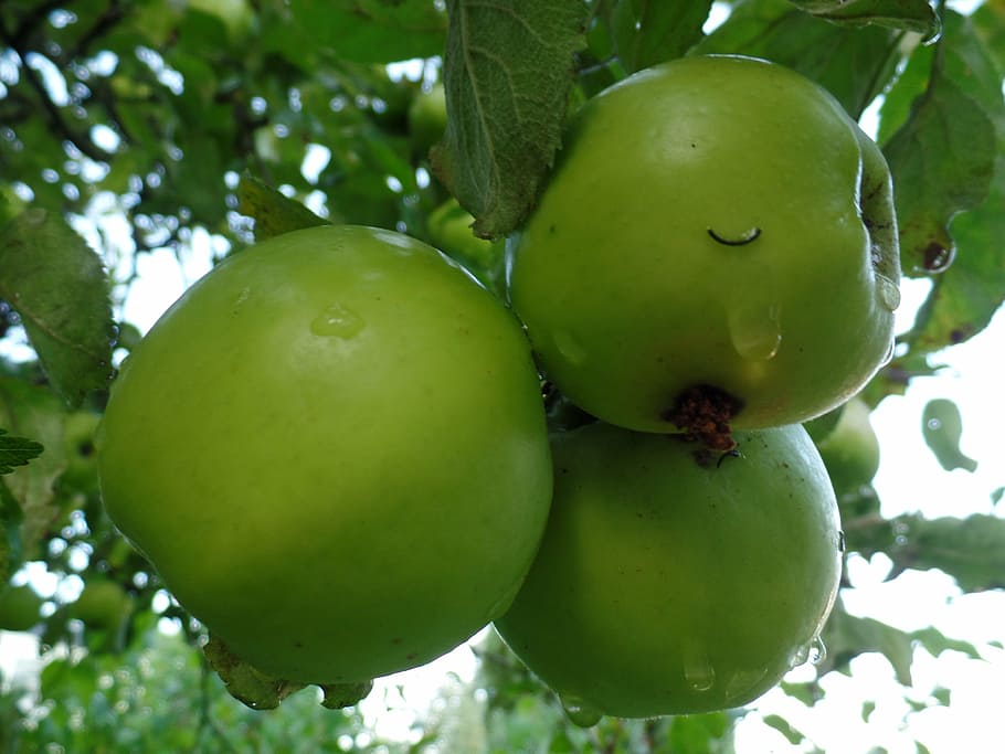 apple, apple tree, green, kernobstgewaechs, close, ripe, food HD wallpaper