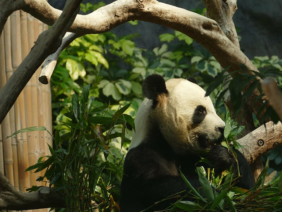 panda, bear, head drawing, mammal, black and white, panda bear, HD wallpaper