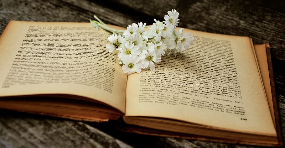 white daisy, flowers, book, old book, read, used, historically