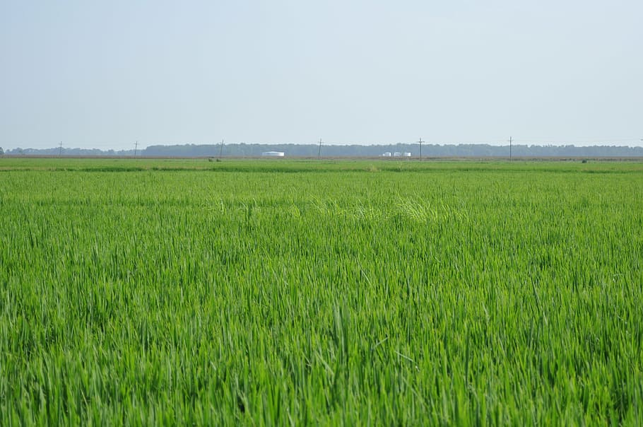 paddy fields, rice, thailand, green, golf club, plant, landscape HD wallpaper