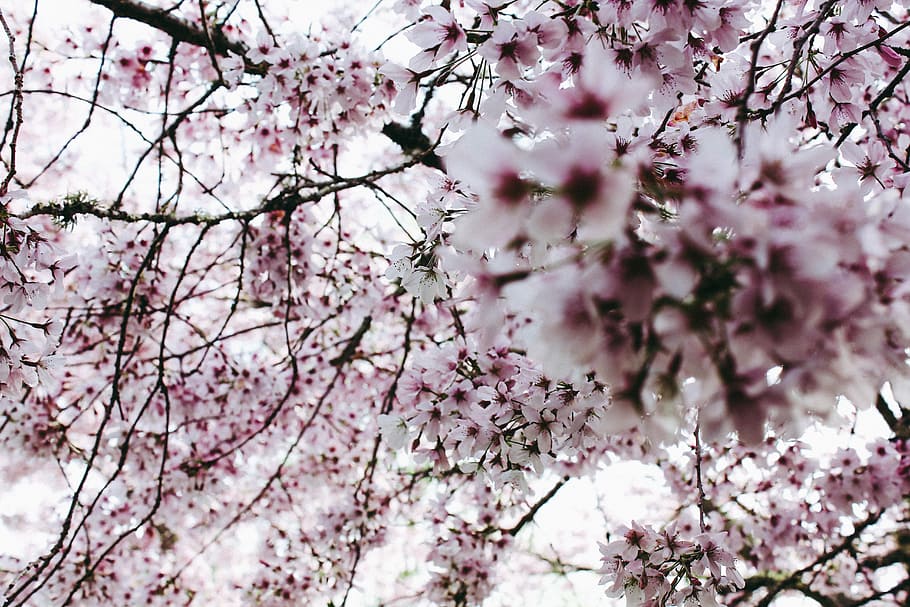cherry blossom flowers, close up photography of purple cherry blossoms in bloom HD wallpaper