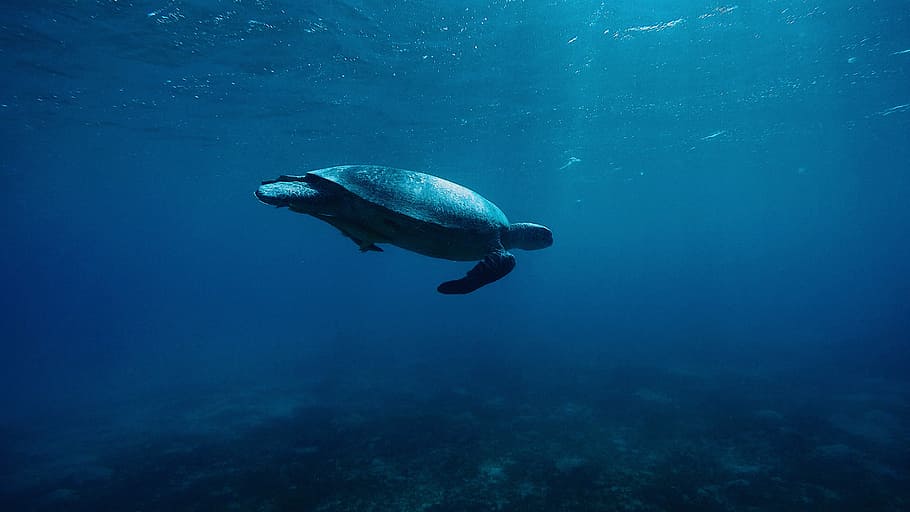 underwater photography of turtle, underwater photography of gray turtle in body of water HD wallpaper