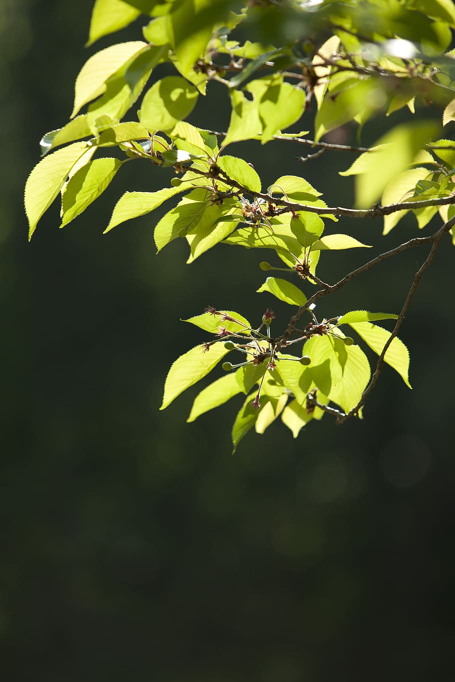 nature, wood, backlight, forest, the leaves, spring, wipes HD wallpaper