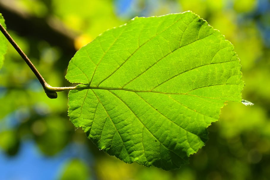 Leaf, Back Light, Hazelnut, green, hazelnut leaf, common hazel HD wallpaper