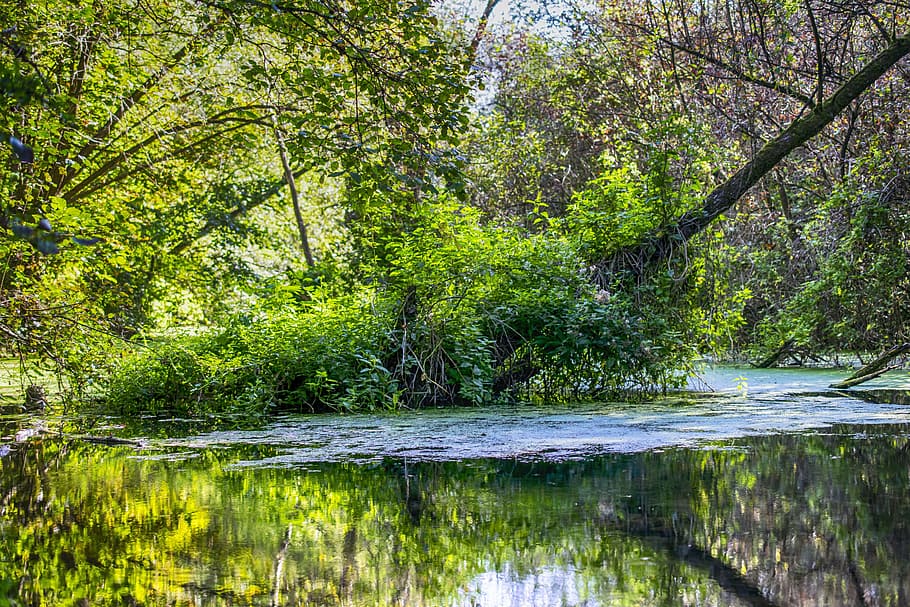 Swamp, Moor, Spring, Bright, Green, nature reserve, moorland HD wallpaper
