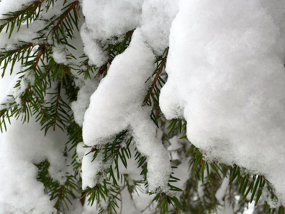 winter, snow, wintry, winter dream, winter forest, christmas HD wallpaper
