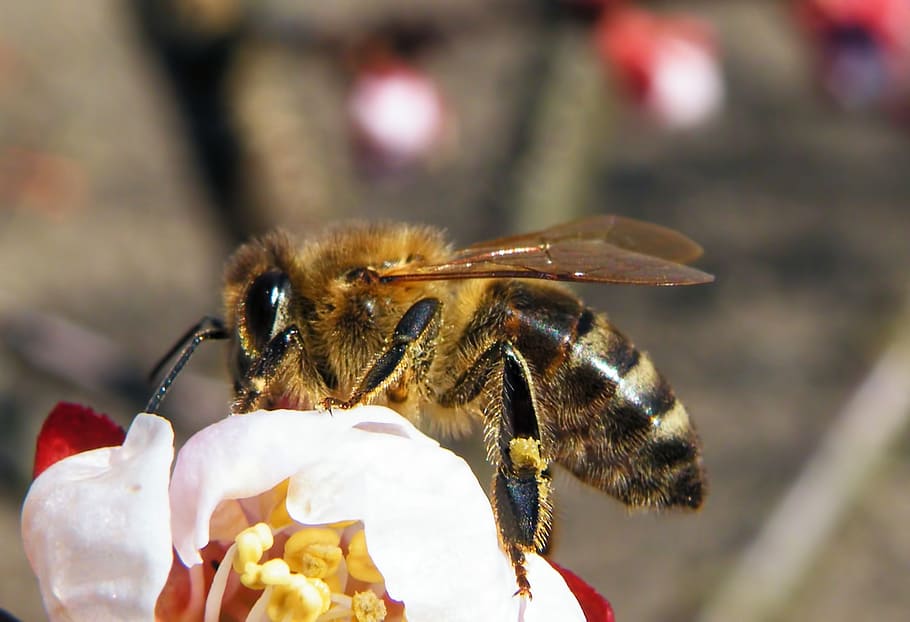 bee, insect, blossom, bloom, animal wildlife, animals in the wild HD wallpaper