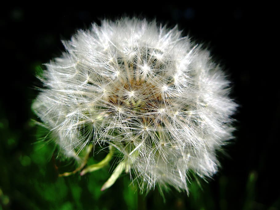 dandelion, seeds, flower, fragility, vulnerability, flowering plant HD wallpaper