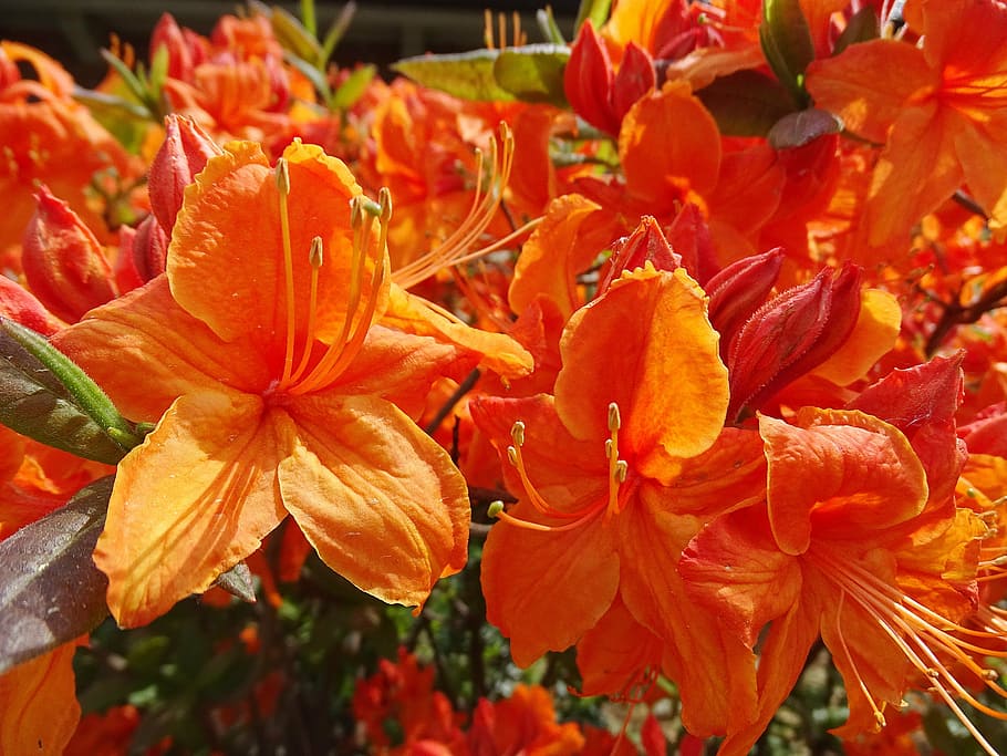 flowers, bloom, nature, spring, red, orange, plant, meadow HD wallpaper