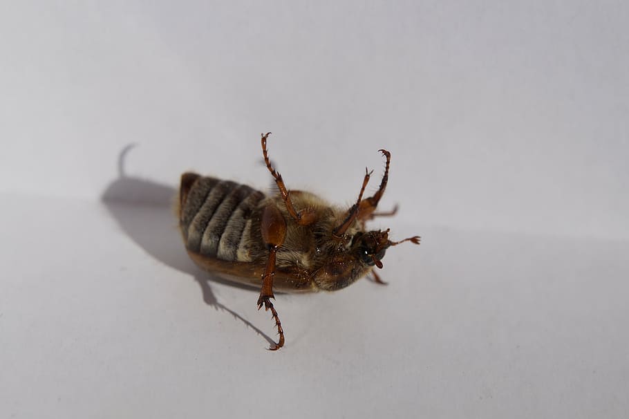 chafer, beetle, fidget, move, fell down, insect, krabbeltier HD wallpaper