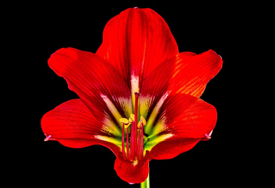 blossom, bloom, flower, red, flowering plant, vulnerability HD wallpaper