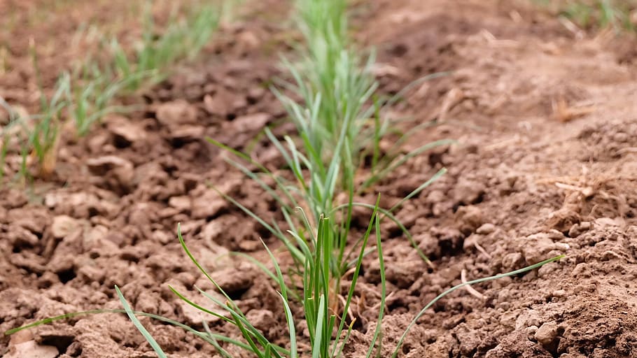 grass, large pots, plant, bud, growth, dirt, agriculture, land HD wallpaper
