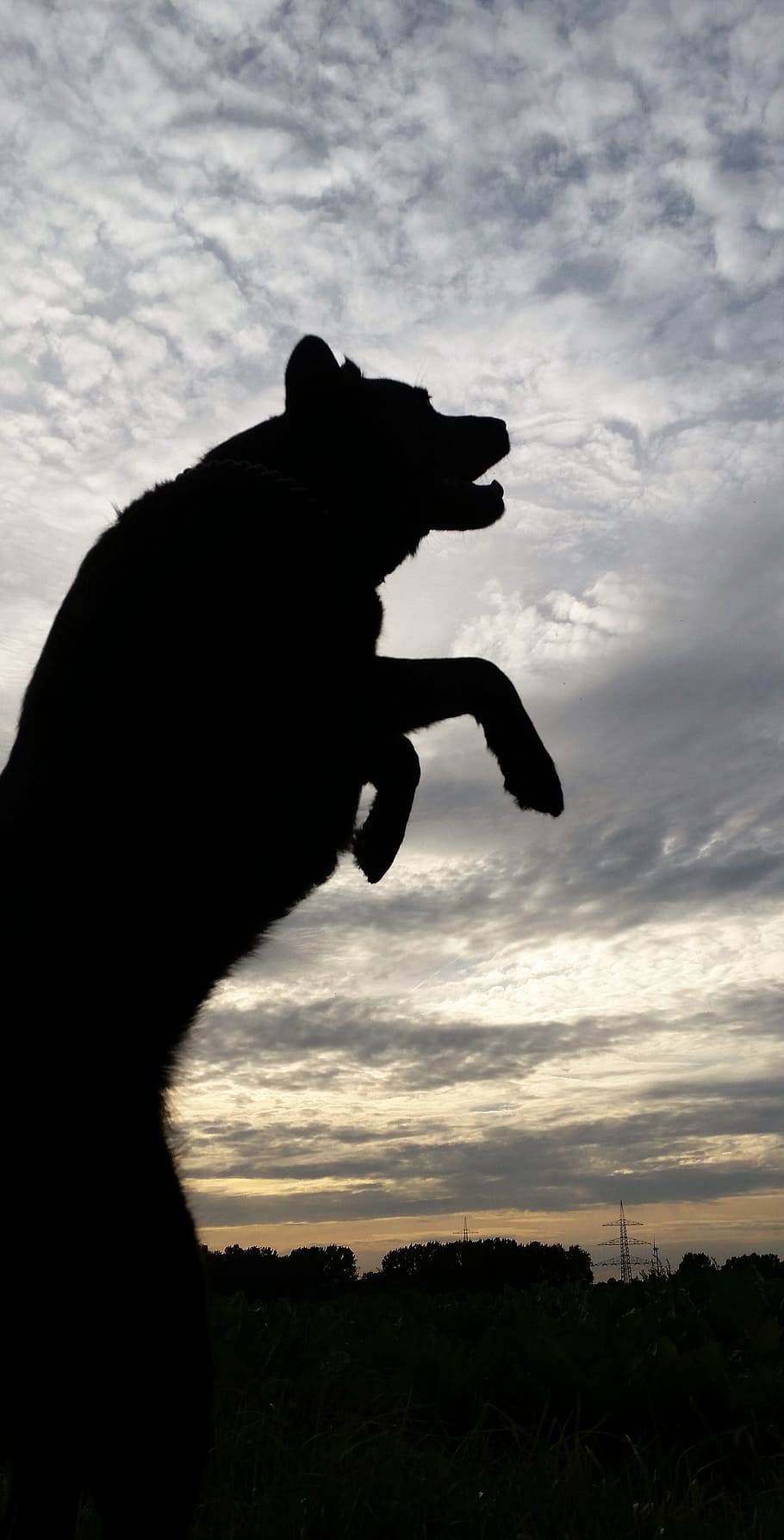 Dog, Dangerous, Dark, Shadow, Pet, sky, abendstimmung, nature HD wallpaper