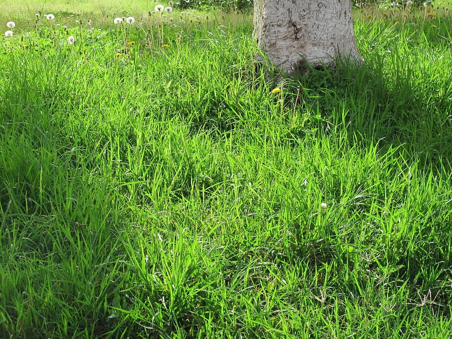 tree, lawn, sun, shadows, dandelion, daisy, backlight, grass HD wallpaper