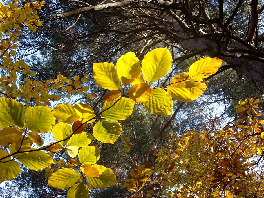 leaf, fall, autumn leaves, nature, plant, yellow, growth, beauty in nature HD wallpaper