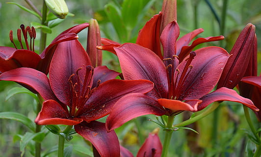 close-up photo of red petaled flowers, nature, macro, purple HD wallpaper