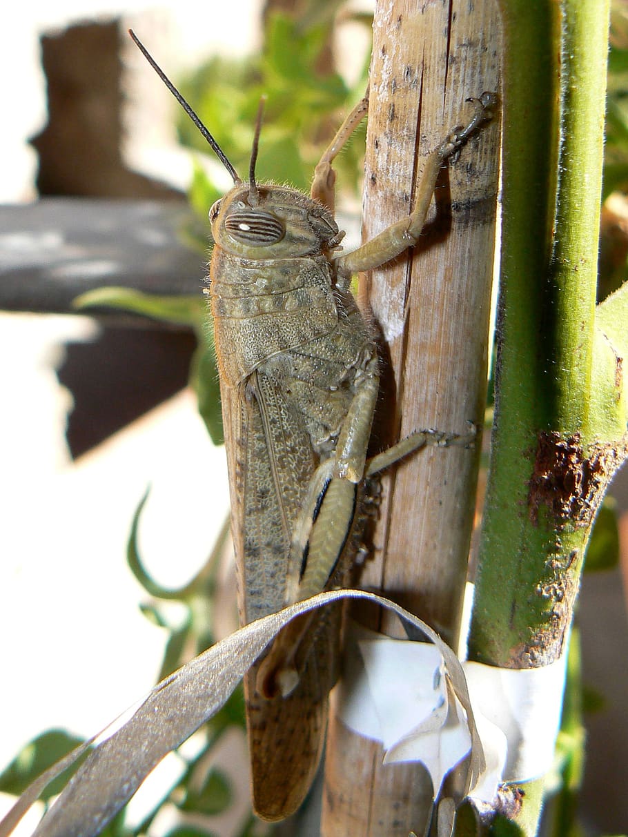 grasshopper, orchard, insect, animals in the wild, animal wildlife HD wallpaper
