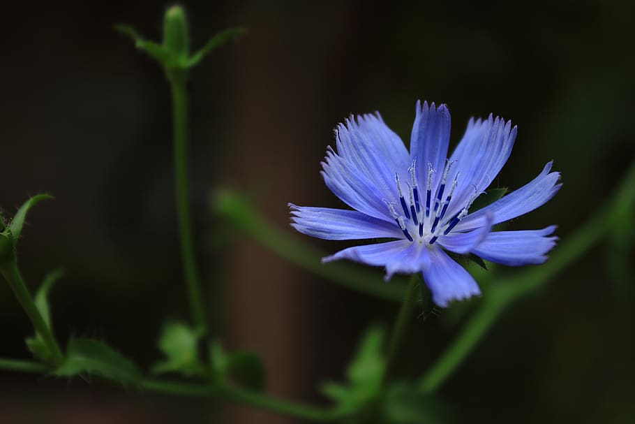 flower, violet, flowers, flowering plant, vulnerability, fragility HD wallpaper