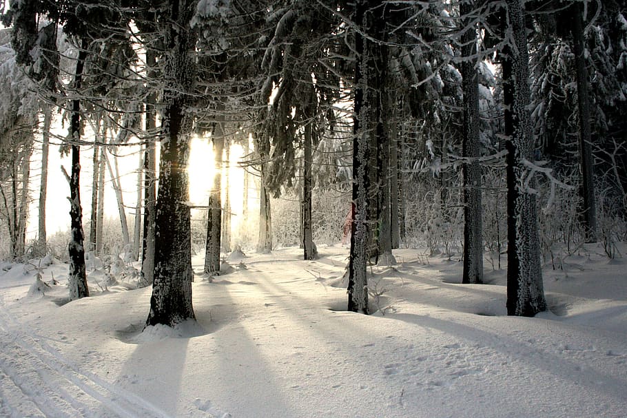 snowy season during daytime, winter, winter forest, trees, cold HD wallpaper