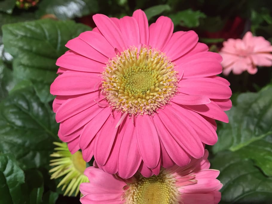 flower, pink, gerbera daisy, flowering plant, flower head, petal HD wallpaper