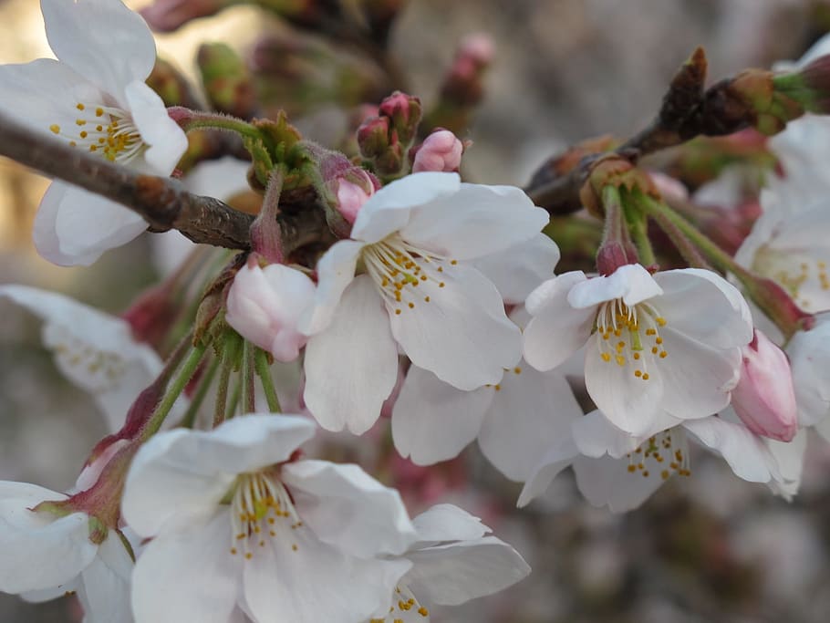 cherry, petal, flowering, flowering plant, growth, beauty in nature HD wallpaper