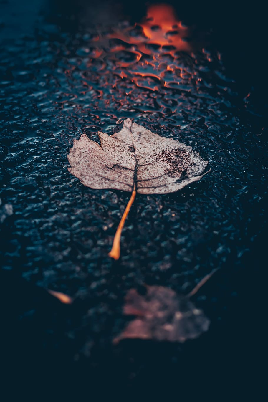 brown leaf on asphalt road, photography of dried maple leaf, nature HD wallpaper