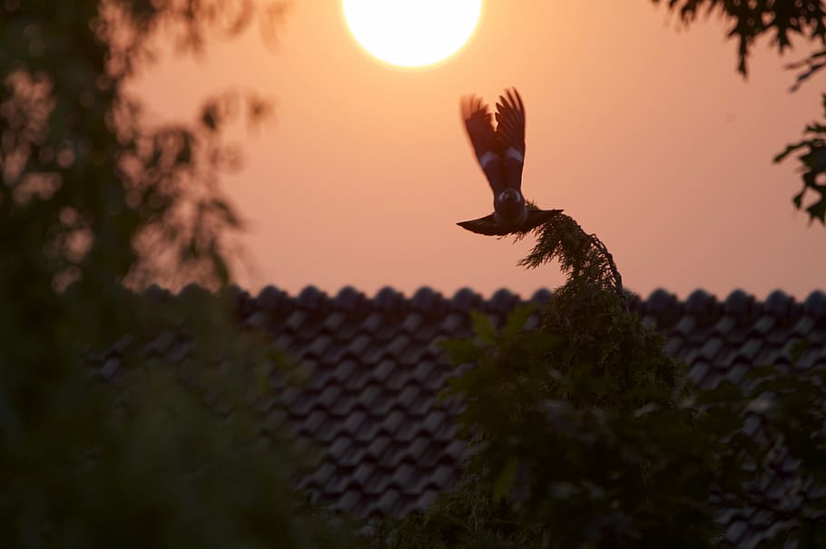 dove, sunset, abendstimmung, rest, afterglow, nature, romantic HD wallpaper