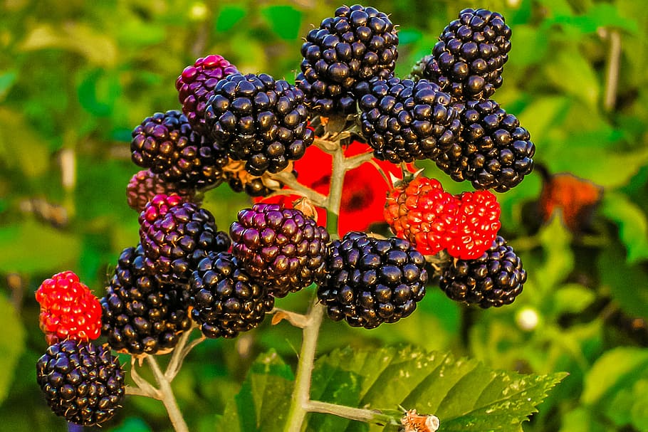 fruit, priroda, summer, berry fruit, growth, focus on foreground HD wallpaper