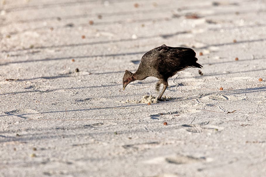 Bird, Tool, Clean, Megapodius, tool clean, sandy, bait for HD wallpaper