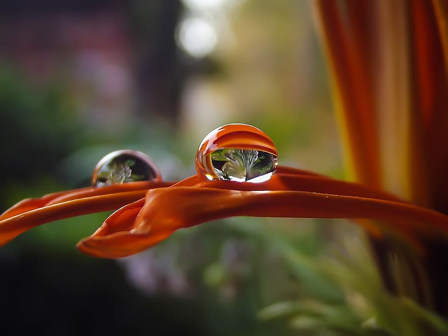 orange petal flower with water droplet in shallow focus photography, HD wallpaper