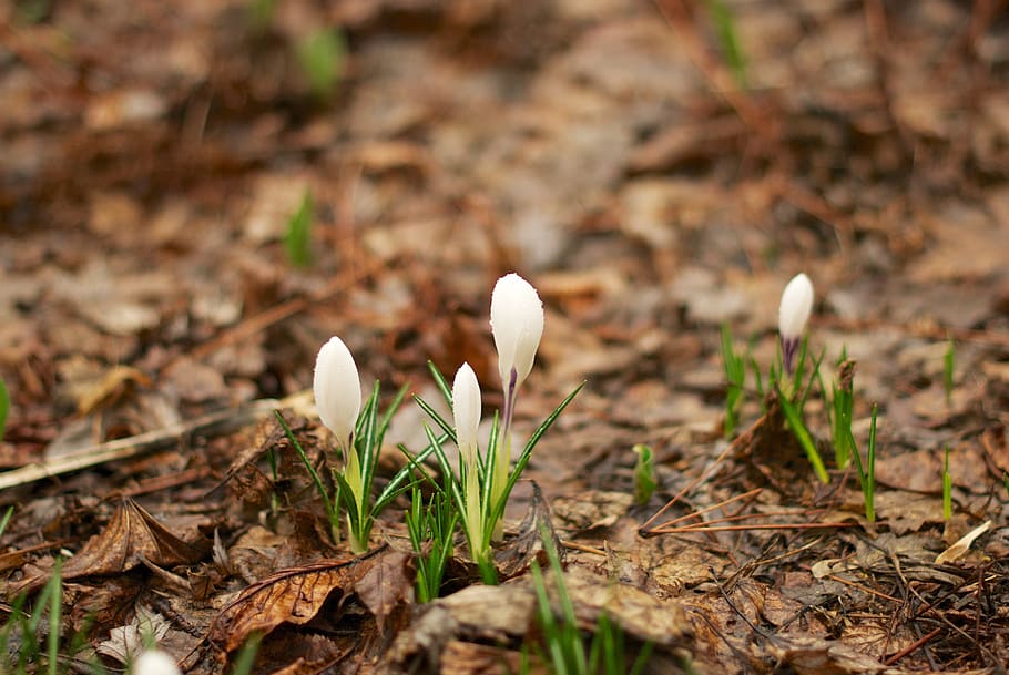 crocus, spring, physic garden, flora, flowers, bloom, bud, greens HD wallpaper