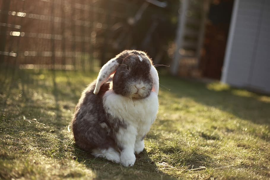 white and gray rabbit with ears down, white and gray rabbit on green grass HD wallpaper