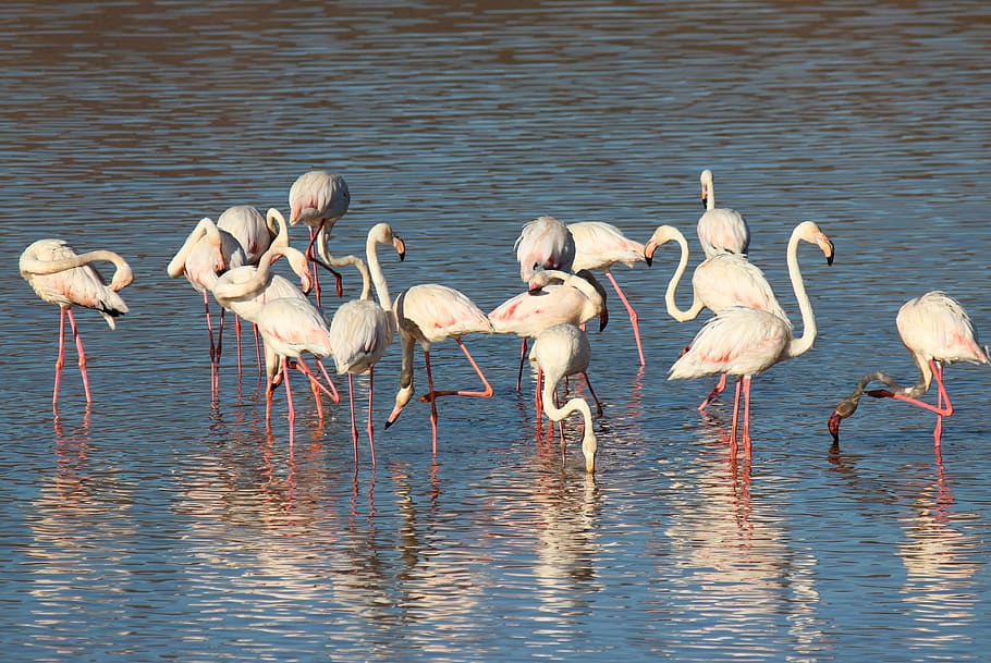 flamingos on body of water, bird, pink, beak, pink flamingo, feathers, HD wallpaper