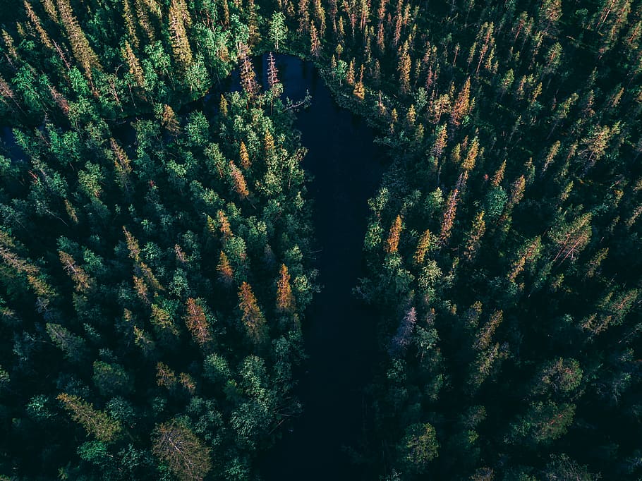 Between trees. Красоты Карелии на лесных дорогах. Дорога в лесу Карелия. Омск леса.