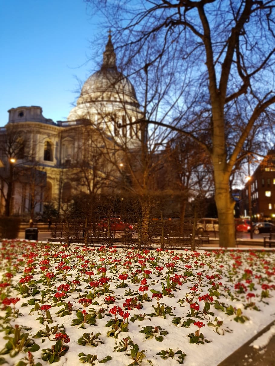 cathedral, winter, snow, flowers, london, abbey, church, plant, HD wallpaper